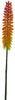 Kniphofia spray orange 87cm