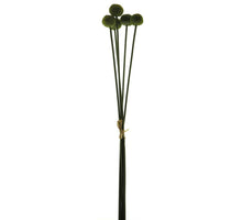 Seed fruit bundle x5 green 58cm