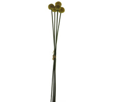 Seed fruit bundle x5 yellow 58cm