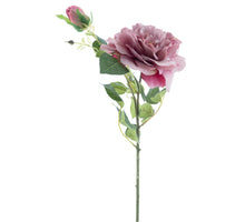 Open garden rose ona mauve 79cm