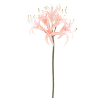 Nerine spray old pink 90cm