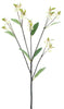 Enkianthus Quinqueflorus white 61cm