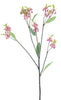 Enkianthus Quinqueflorus pink 61cm