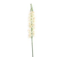 Eremurus spray cream 105cm