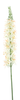 Eremurus spray cream 105cm