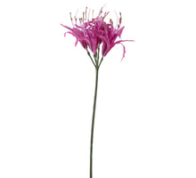 Nerine spray fuchsia 91cm