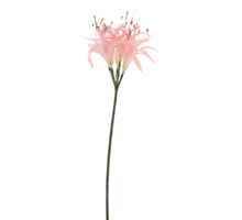 Nerine spray pink 91cm