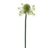 Ornithogalum spray cream 60cm