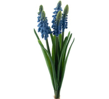 Muscari bundle blue 27cm