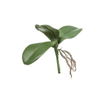 ORCHID LEAVES X 3 GREEN