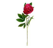 Enkele pioen spray Beauty 78cm