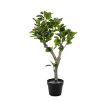 SCHEFFLERA PLANT 220LVS, 80CM