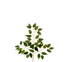 FICUS BENJAMIN SPRAY x 42LVS H56 CM GREEN