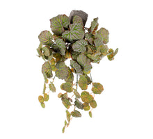 HANGING FROSTED GERANIUM H 60 CM