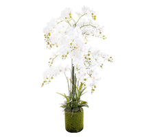 WHITE PHALAENOPSIS TREE H180 CM