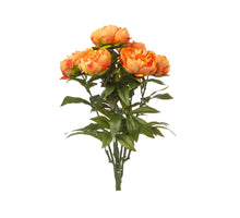 PEONY BUSH X 7 ORANGE