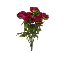 PEONY BUSH X 7 RED