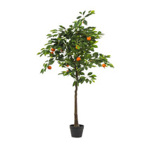 POTTED CLEMENTINE PLANT H 150 CM GREEN