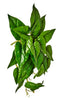 HANGING CALADIUM PLANT H 45 CM