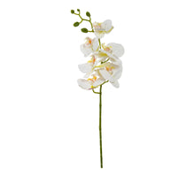 Orchidee tak x6 leaves 72cm Creme