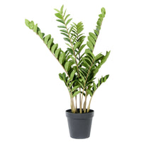 Zampifolia plant in pot 108cm groen