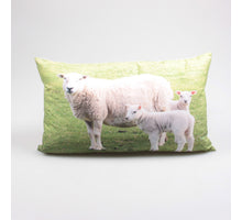 BUITENKUSSEN SCHAPEN 30X50 CM