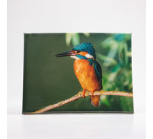BUITENSCHILDERIJ IJSVOGEL 30X40 CM
