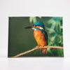BUITENSCHILDERIJ IJSVOGEL 30X40 CM