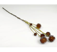 Echinops brown 60cm