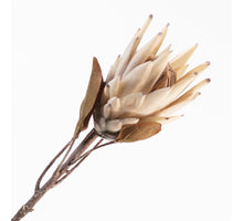 Protea Spray Beige 70cm