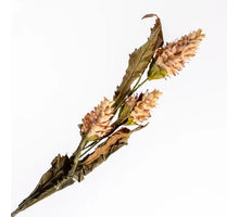 Ginger Torch Spray Beige 104cm