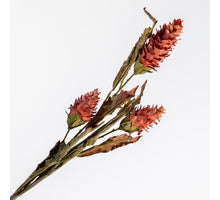 Ginger Torch Spray Brown 104cm