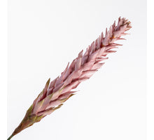Ginger Spray Mauve  104cm