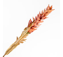 Ginger Spray Brown 104cm