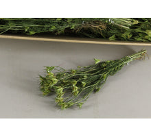 DF Nigella Orientalis Bs 60gr
