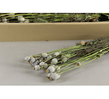 DF Papaver 55cm Medium Natural 10 tak