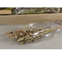 DF Salvia Nat Wi Bs 50 gr Poly