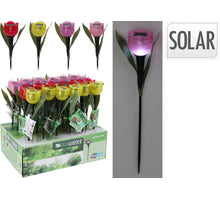 TUINSTEKER TULP SOLAR 4 KLEUREN ASSORTIE D5 H30CM IN DISPLAY