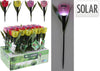TUINSTEKER TULP SOLAR 4 KLEUREN ASSORTIE D5 H30CM IN DISPLAY