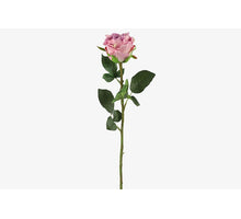 Rosa L70cm Paars