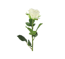 Rosa L70cm Wit