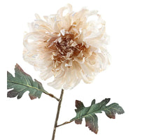 Crysanthemum Dried 68cm  Beige