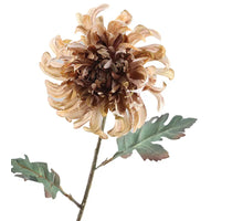 Crysanthemum Dried 68cm  Brown