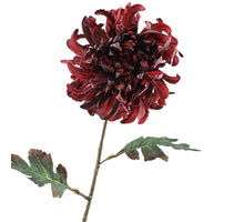 Crysanthemum Dried 68cm  Burgundy