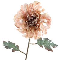 Crysanthemum Dried 68cm  Peach