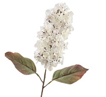 Cone Hydrangea Dried 66cm Beige