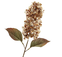Cone Hydrangea Dried 66cm Brown