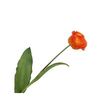 Tulipa Crispa Orange 58cm