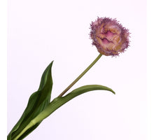 Tulipa Crispa Purple Cream 58cm