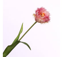 Tulipa Crispa Cream Pink 44cm